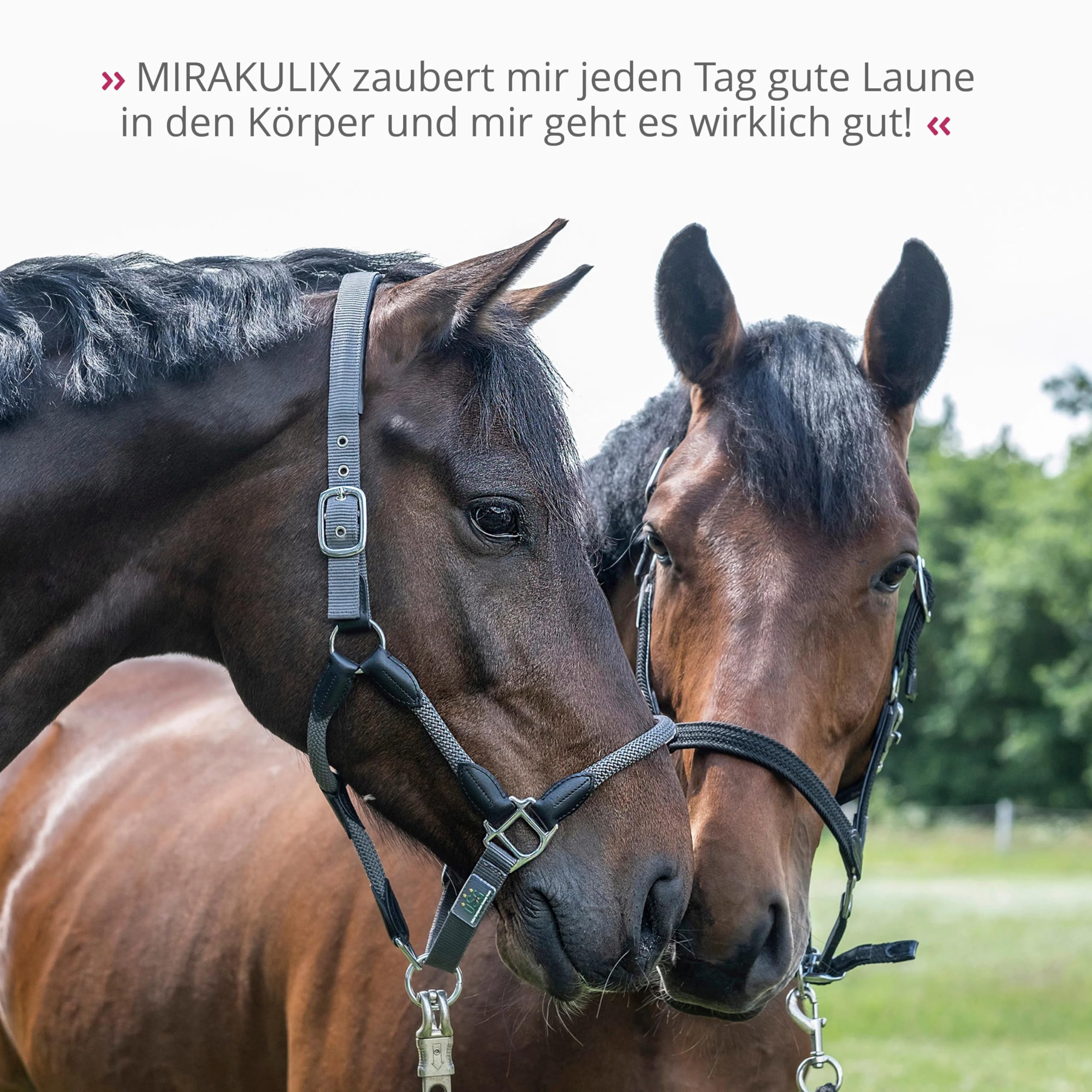 STRÖH MIRAKULIX (3l) Vitamin B12 für Pferde • Unterstützt Immunsystem & Verdauung beim Pferd • Nahrungsergänzung für Pferde
