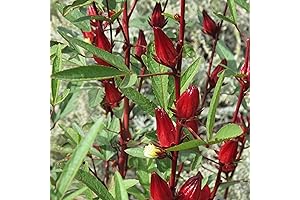 Red Hibiscus Roselle Seeds - Burmese Chin Baung Seeds from Jamaica