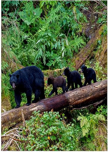 Miniatura 7 de 3dRose 15x22 Hand Towel - Black Bear Triplets Follow mom at ANAN Creek. Alaska