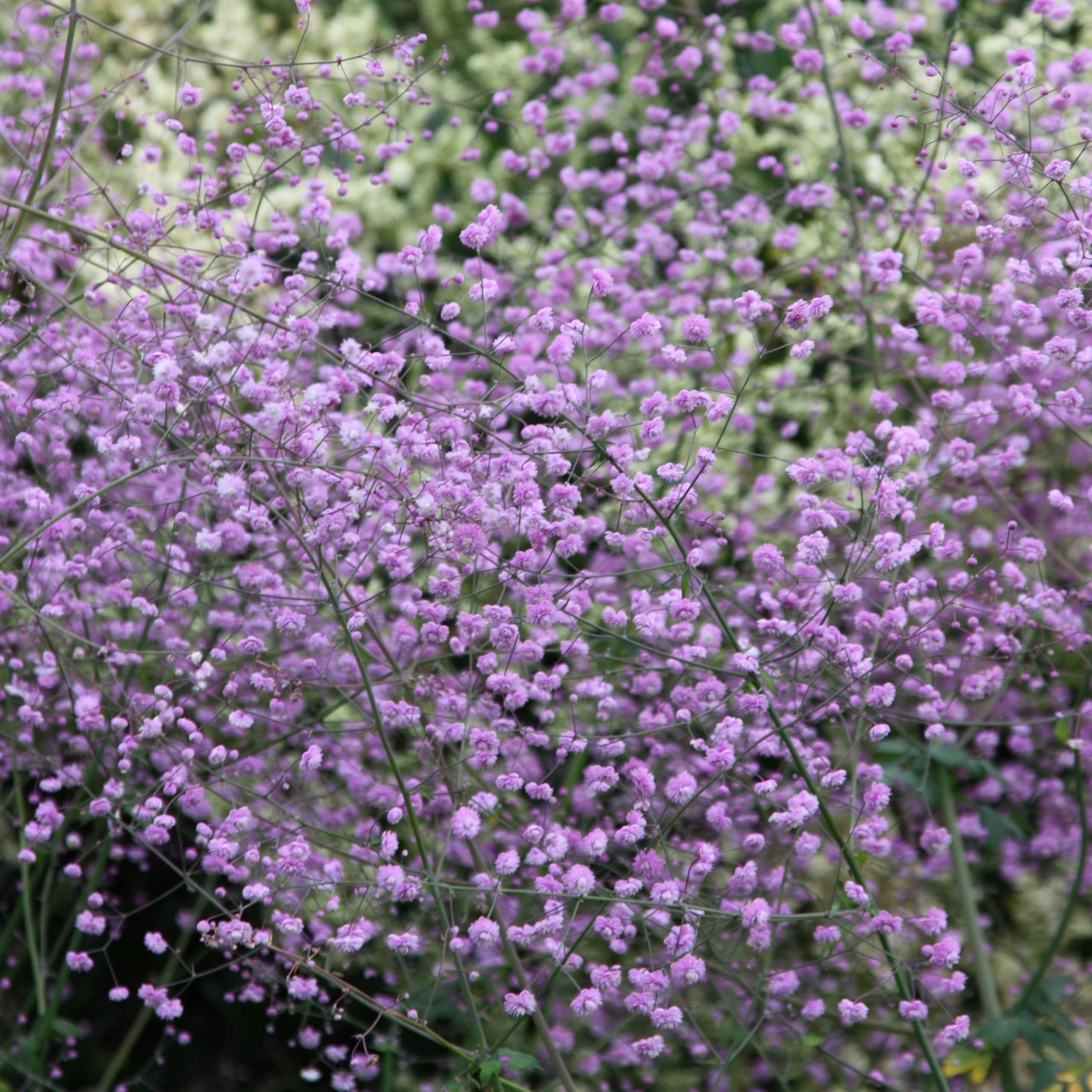 Plant Theory 9cm Pot Thalictrum Delavayi Meadow Rue Perennial