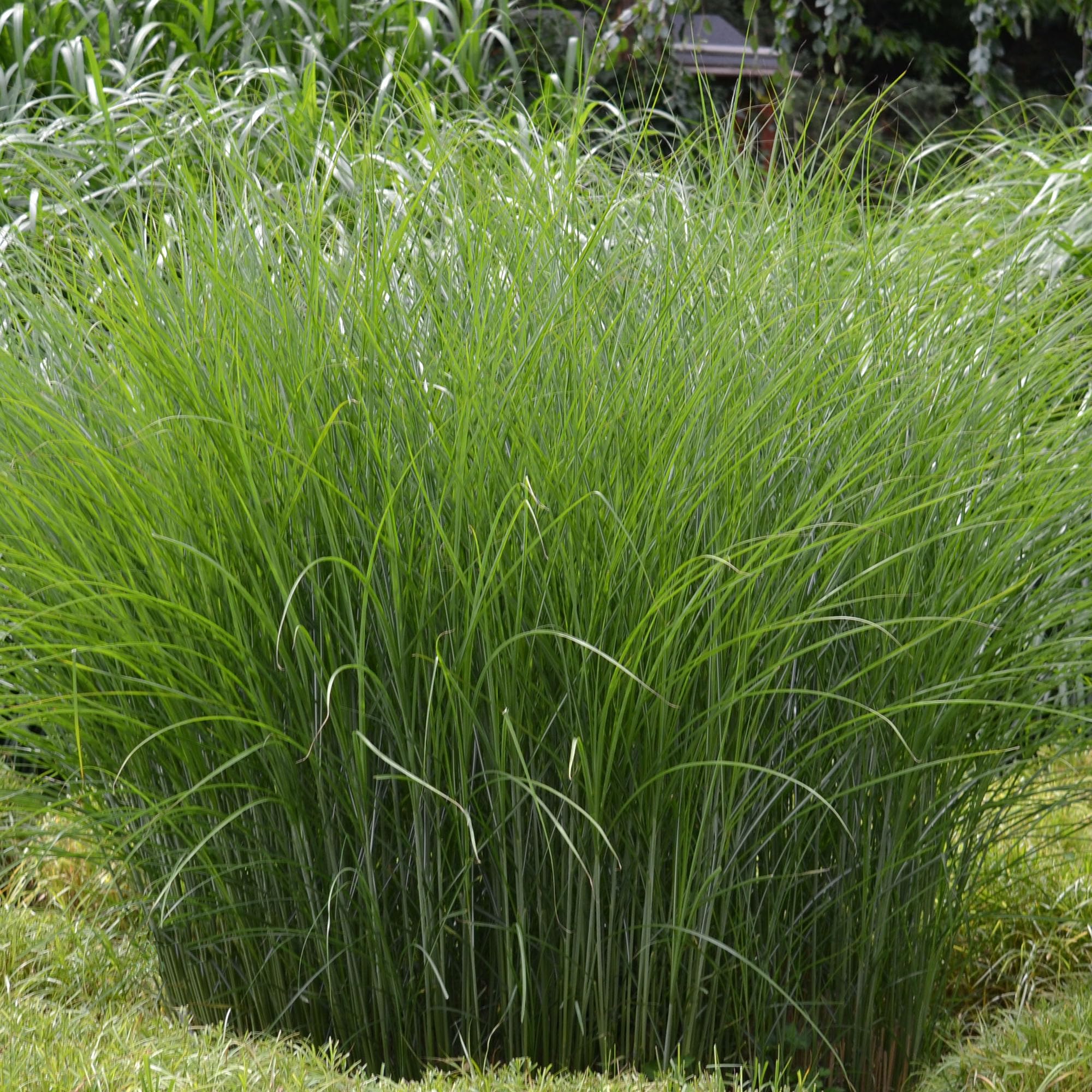 Miscanthus Gracillimus - Perennial Ornamental Grasses Outdoor Garden Ready Plant - Eulalia Maiden Grass Plants for Garden - Ornamental Grass Plants for Beds, Borders and Pots (5 Litre Pot, 30-50cm)