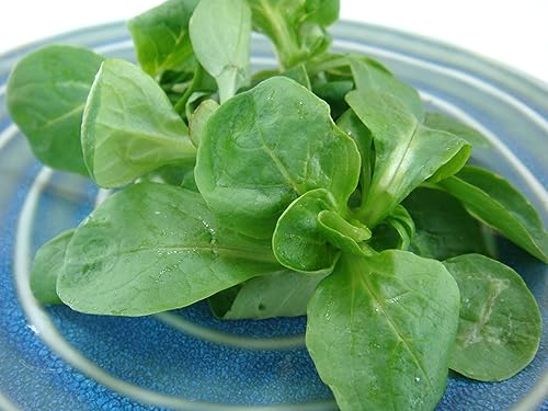 Miniatura 3 de Semillas Ensalada de maíz Lechuga de cordero Verduras tradicionales para plantar sin OMG