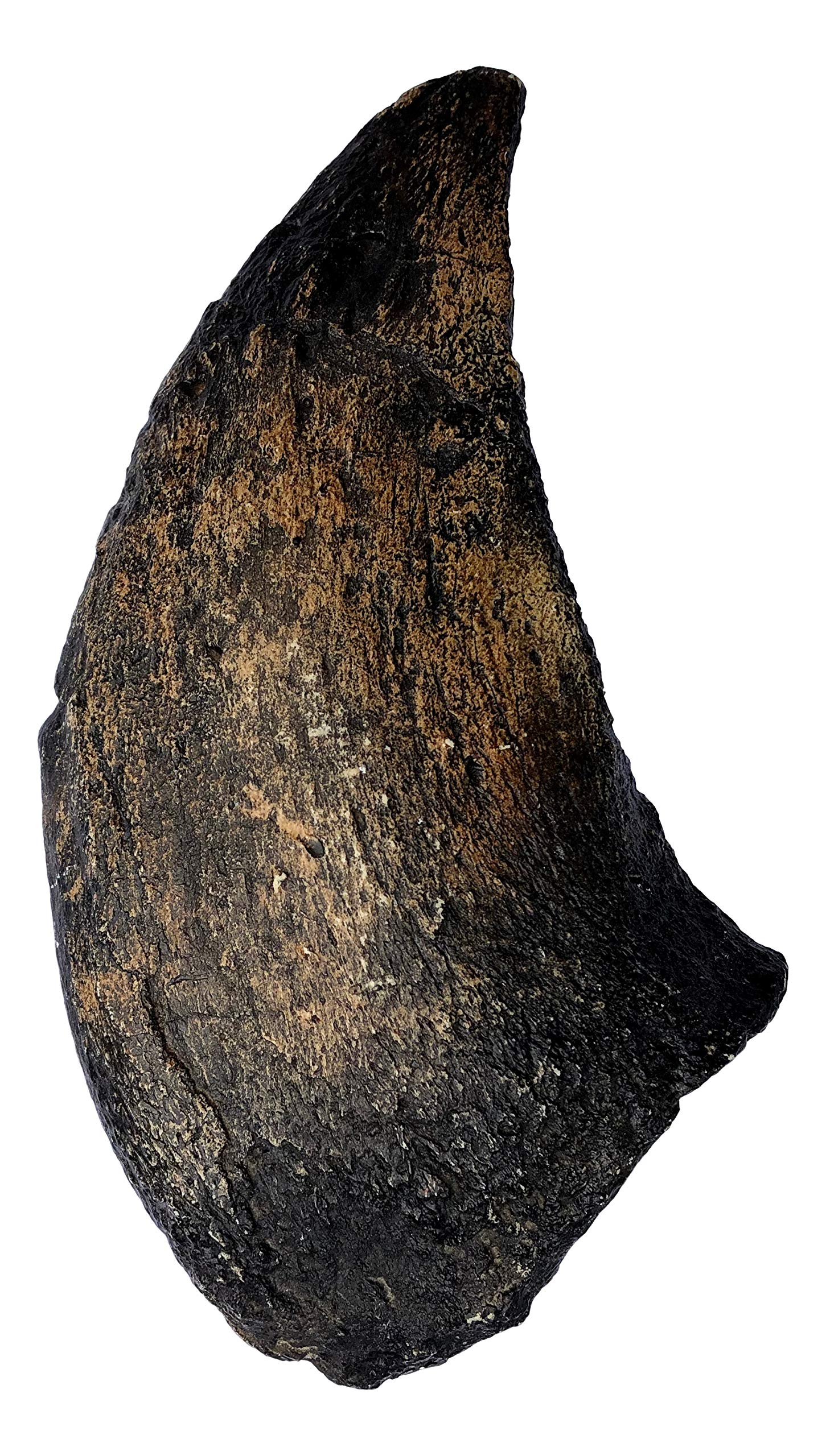 Camarasaurus Claw Replica - Museum Quality Dinosaur Fossil Specimen Reproduction