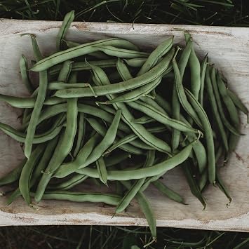 Thresh Seed Co. Pole Bean Seeds