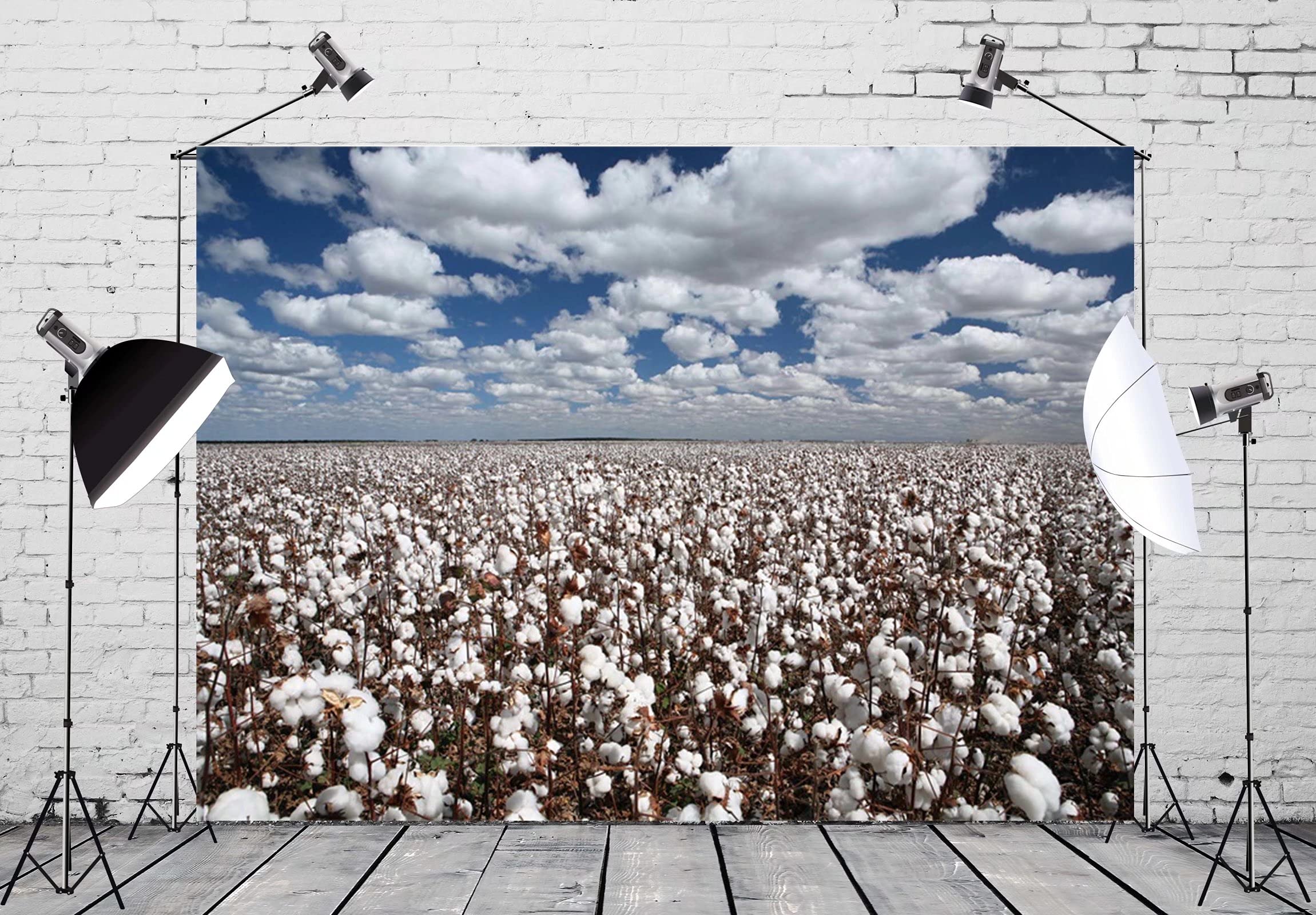 Cotton Field B