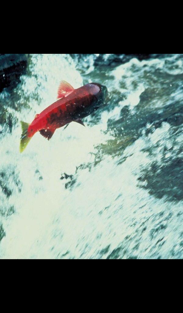 Salmon Wallpaper – HD Wallpapers of Salmon! - App on Amazon Appstore