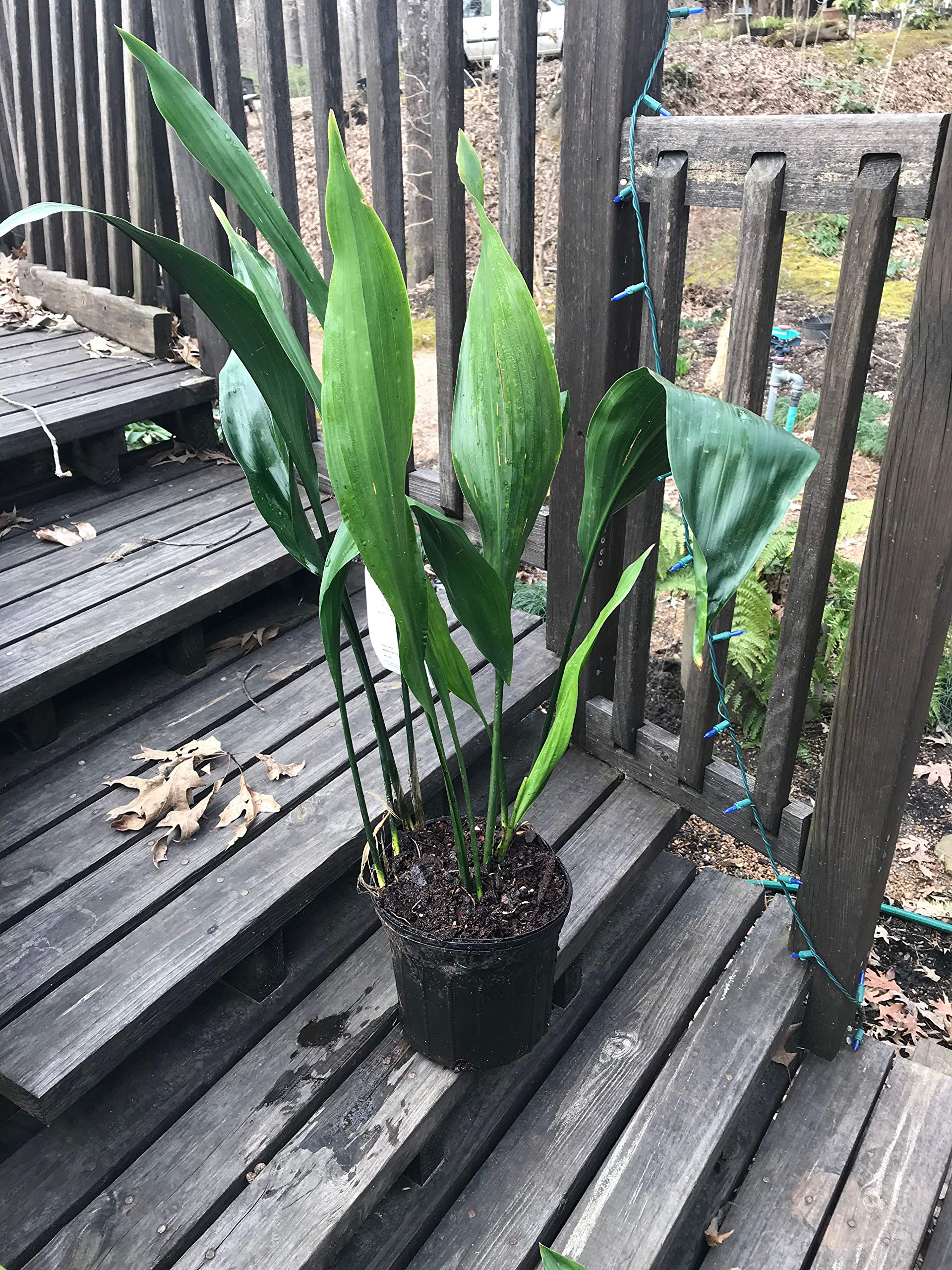 Cast Iron Plant Flower