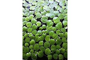 20+ Amazon Frogbit (Limnobium Laevigatum) LIVE Aquarium Floating Plants