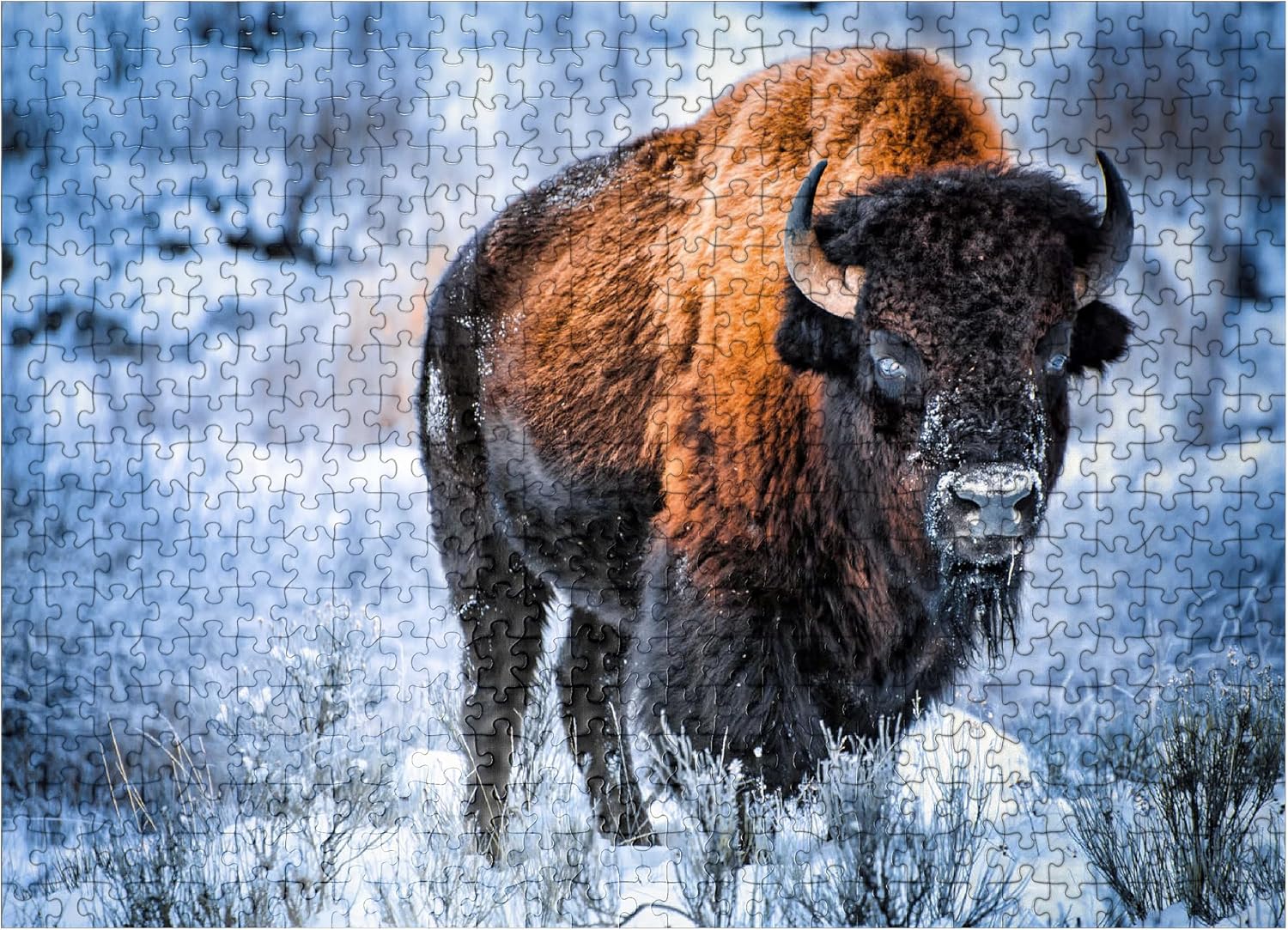 MyPuzzle American Bison Crouching in Snow in Winter, Yellowstone National Park - Premium 500 Piece Jigsaw Puzzle for Adults