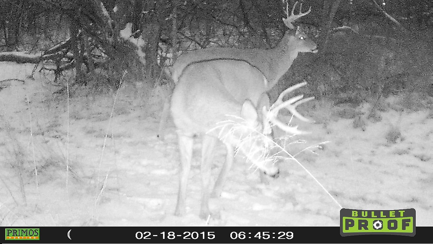 Primos 6MP Bullet Proof Trail Camera with Low Glow LED, Green