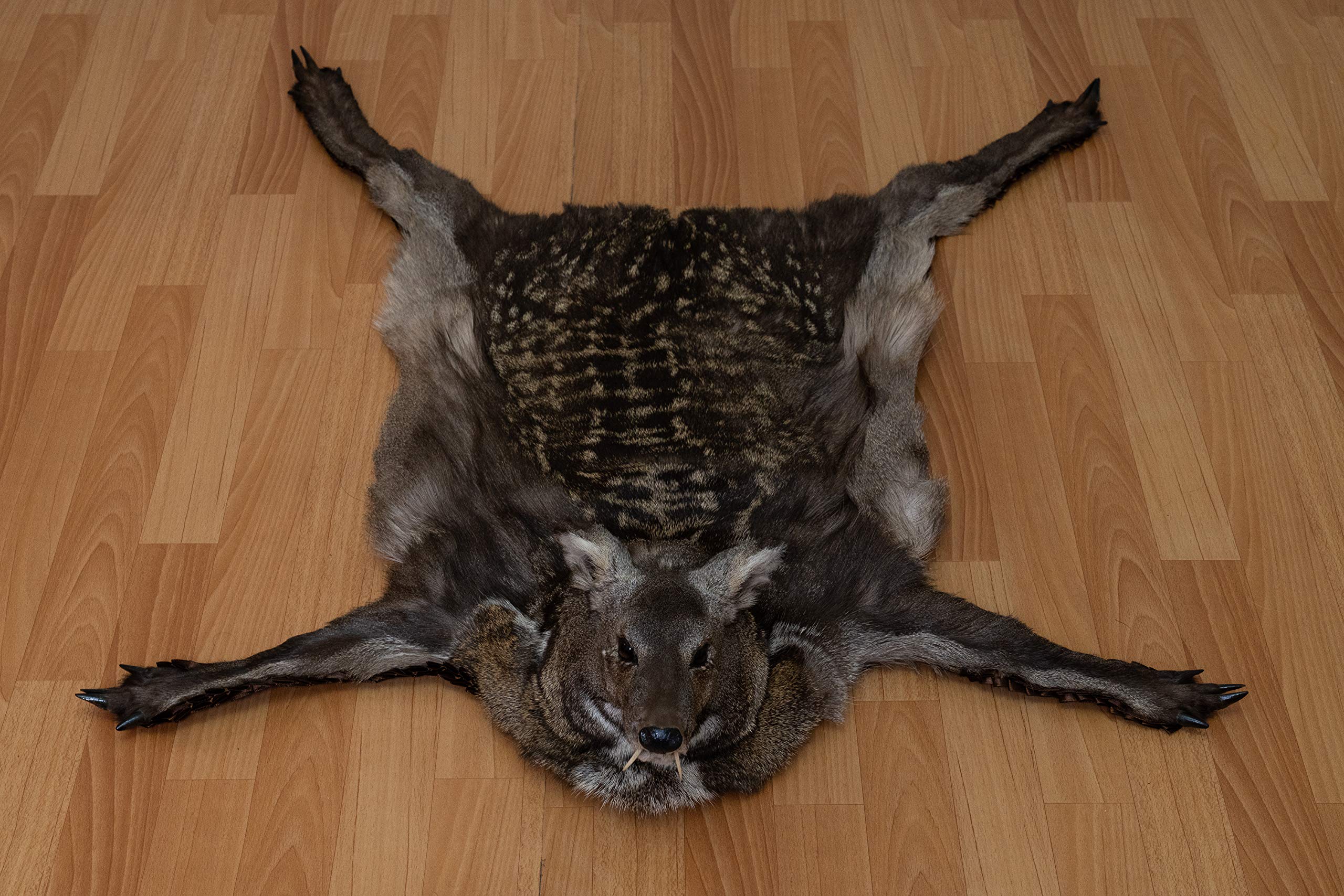 Amazon.co.jp: シベリアンムスク鹿剥製ラグマウント ヘッド付き