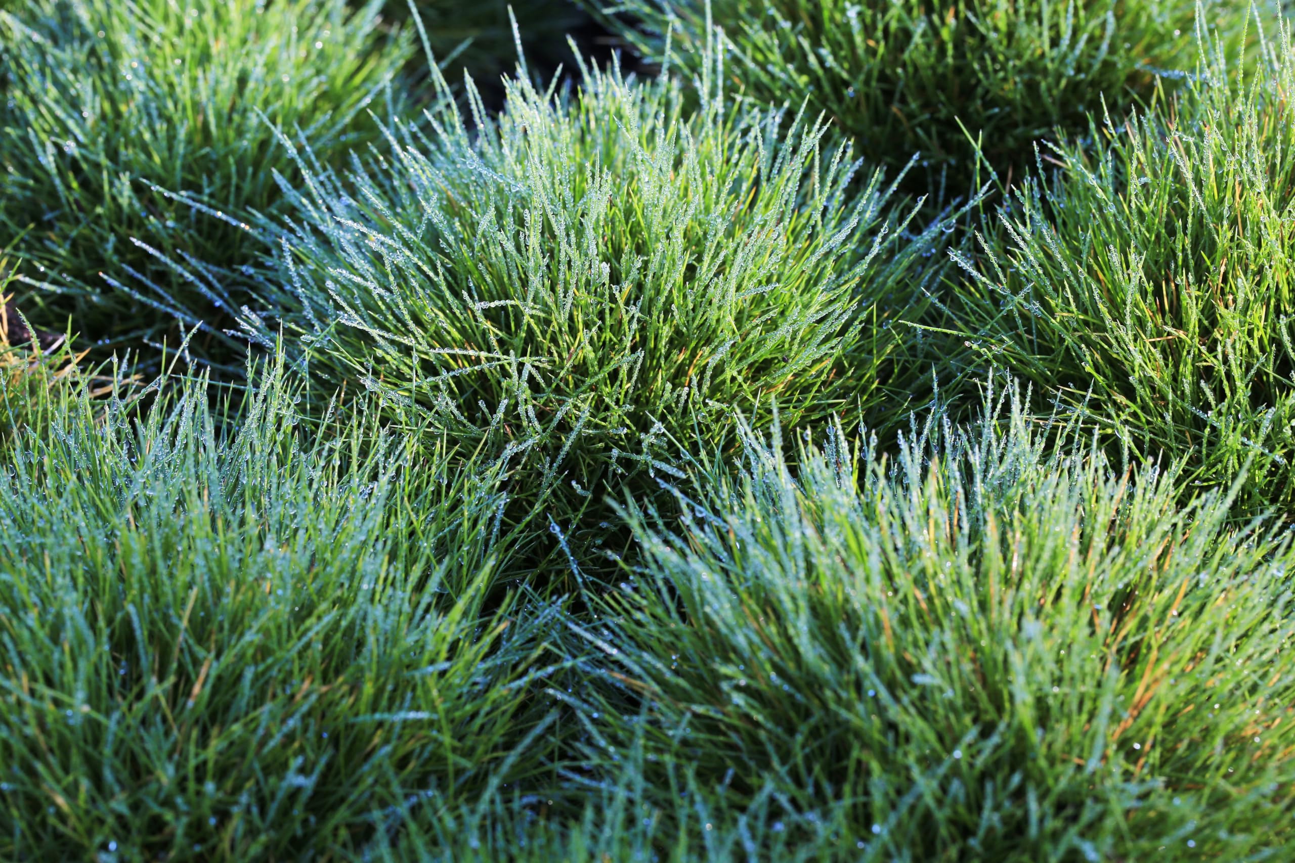 Stauden Gänge 25 x Festuca gautieri 'Pic Carlit' Bärenfellgras winterhart