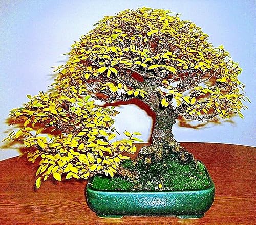 Miniatura 4 de 10 semillas de olmo de corteza gris japonesa  Zelkova Serrata Bonsai Semillas de planta