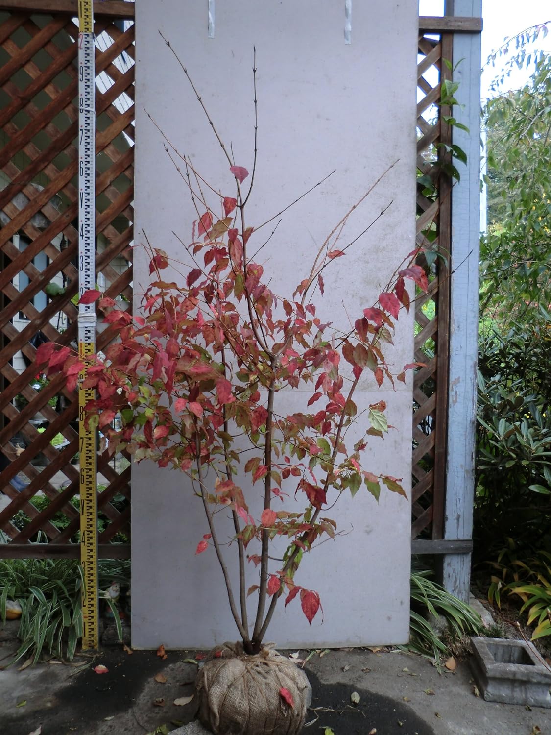 ツリバナ 樹高1 3 1 5m 本株３本立ち以上 植木 Amazon