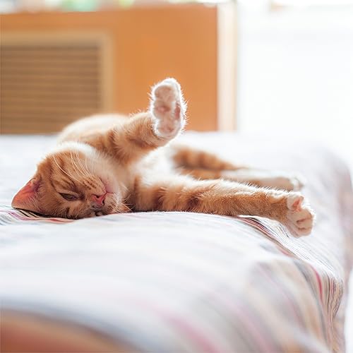 Miniatura 6 de ienjoy Home - Juego de sábanas de 4 piezas con estampado a cuadros en relieve, color crema