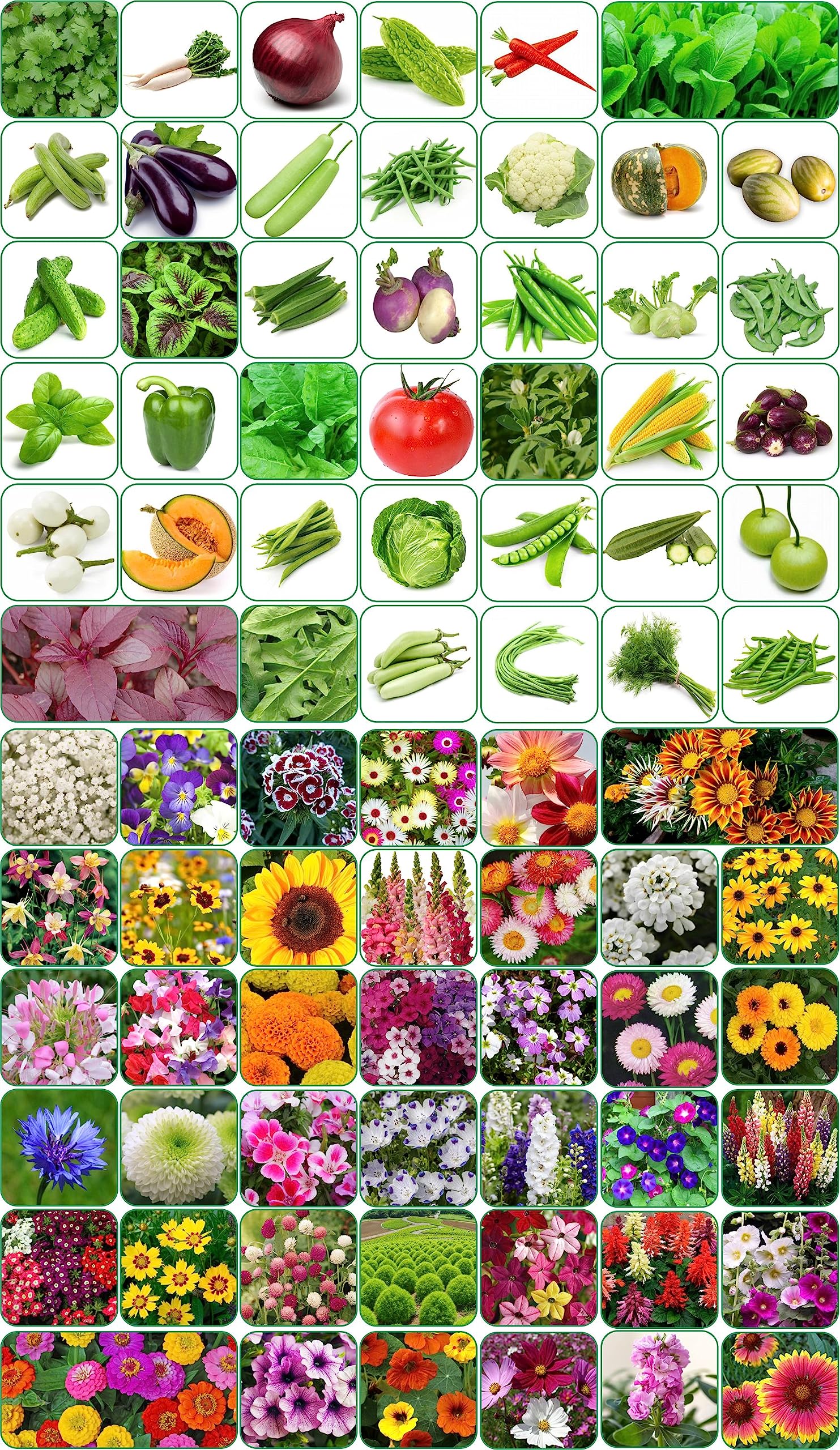 Aero Seeds 80 variety(40 flower and 40 vegetable) seeds combo pack with instruction manual. (B0C7GBG6HD) Amazon Price History, Amazon Price Tracker