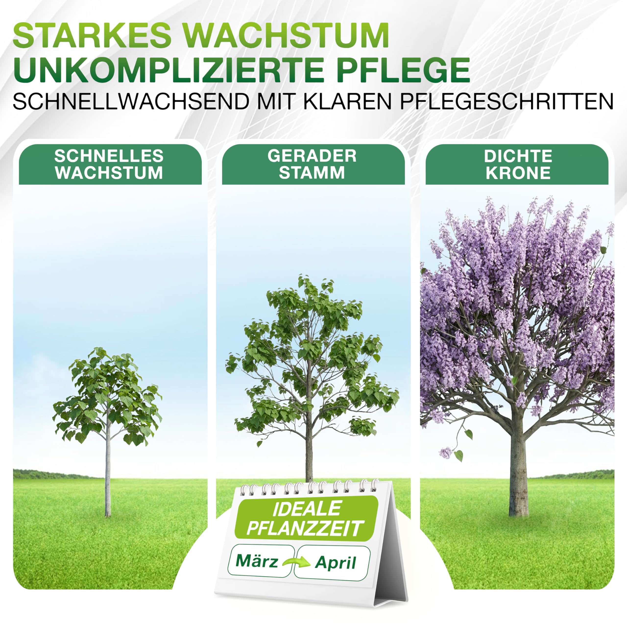 1x Blauglockenbaum Paulownia Shandong – 3-jähriger Wurzelstock – schnellwachsender Kiribaum mit blauvioletten Glockenblüten – winterhart bis ca. -15 °C – Zier-, Schatten- & Wertholzbaum