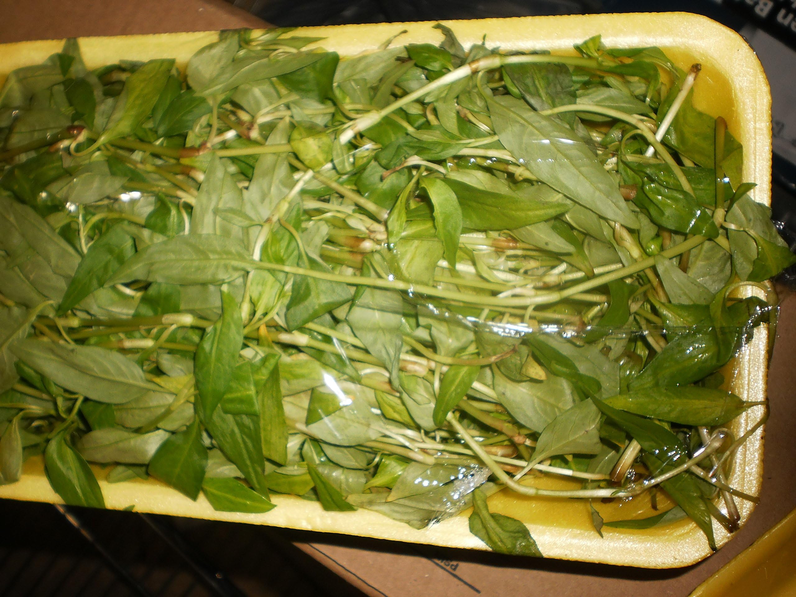 "Rau Ram" Herb Order ASAP, Will Cut and Ship at Least ONE Pound October 2018