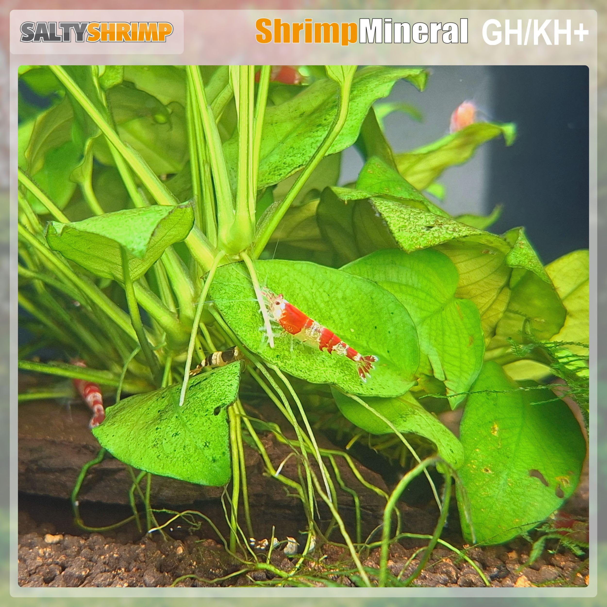 Shrimp Mineral GH/KH+ | 2,55 KG/ 2550g - Sale minerale. Sviluppato appositamente per il mantenimento e l'allevamento dei gamberetti. Per l'acqua neutra e la remineralizzazione
