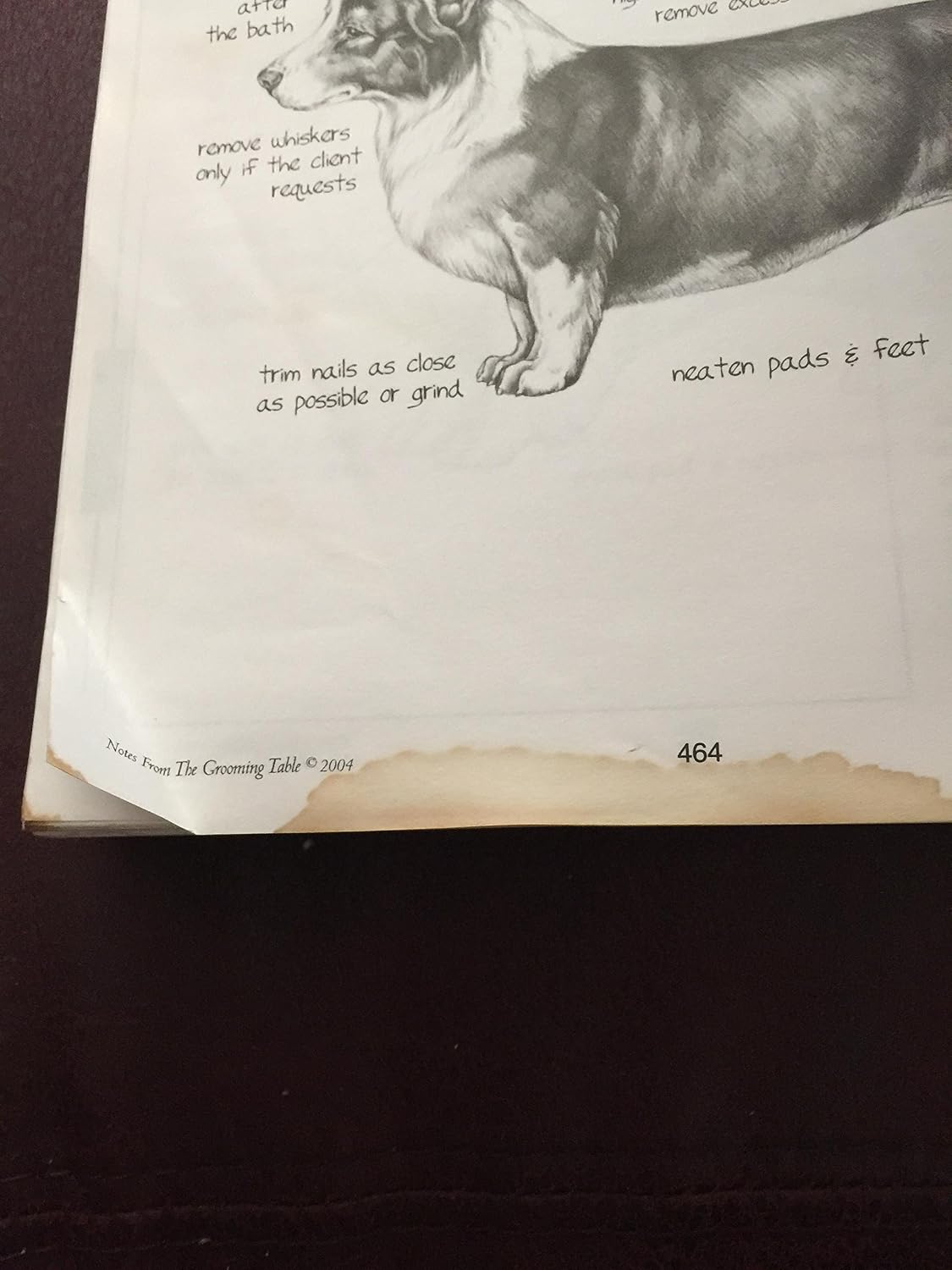 Notes From The Grooming Table by Melissa Verplank image 4