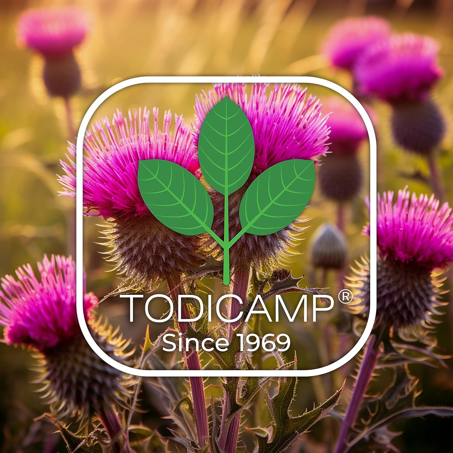 Milk Thistle Seed Oil Extract 2 fl oz - CO2 Liquid Milk Thistle Extract - Rich in Silymarin, VIT E, Zinc, Omegas, Tocopherols - Sweet and Pleasant Taste - Image 9