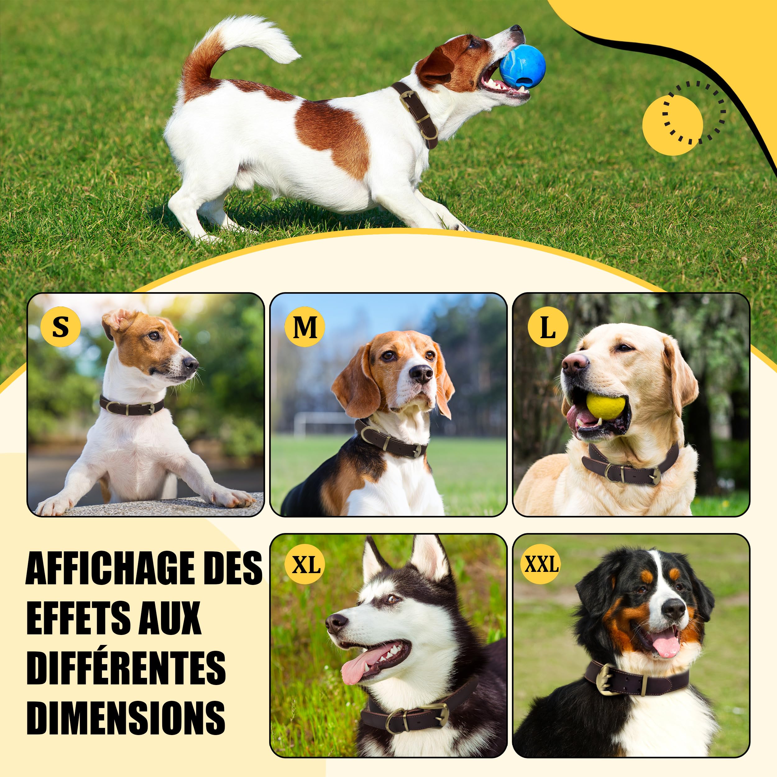 Collier en Cuir pour Grand Chien XXL – Extra Large & Résistant – Idéal pour Labrador, Golden Retriever & Berger Allemand – Cuir Souple avec Boucle en Métal Robuste