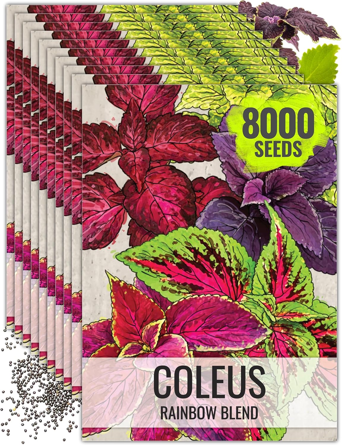 Seed Needs Coleus Seeds for Planting Rainbow Painted Nettle - Heirloom & Open Pollinated Mixed Flower Seed to Grow an Outdoor Butterfly Garden to Attract Pollinators (10 Packs)