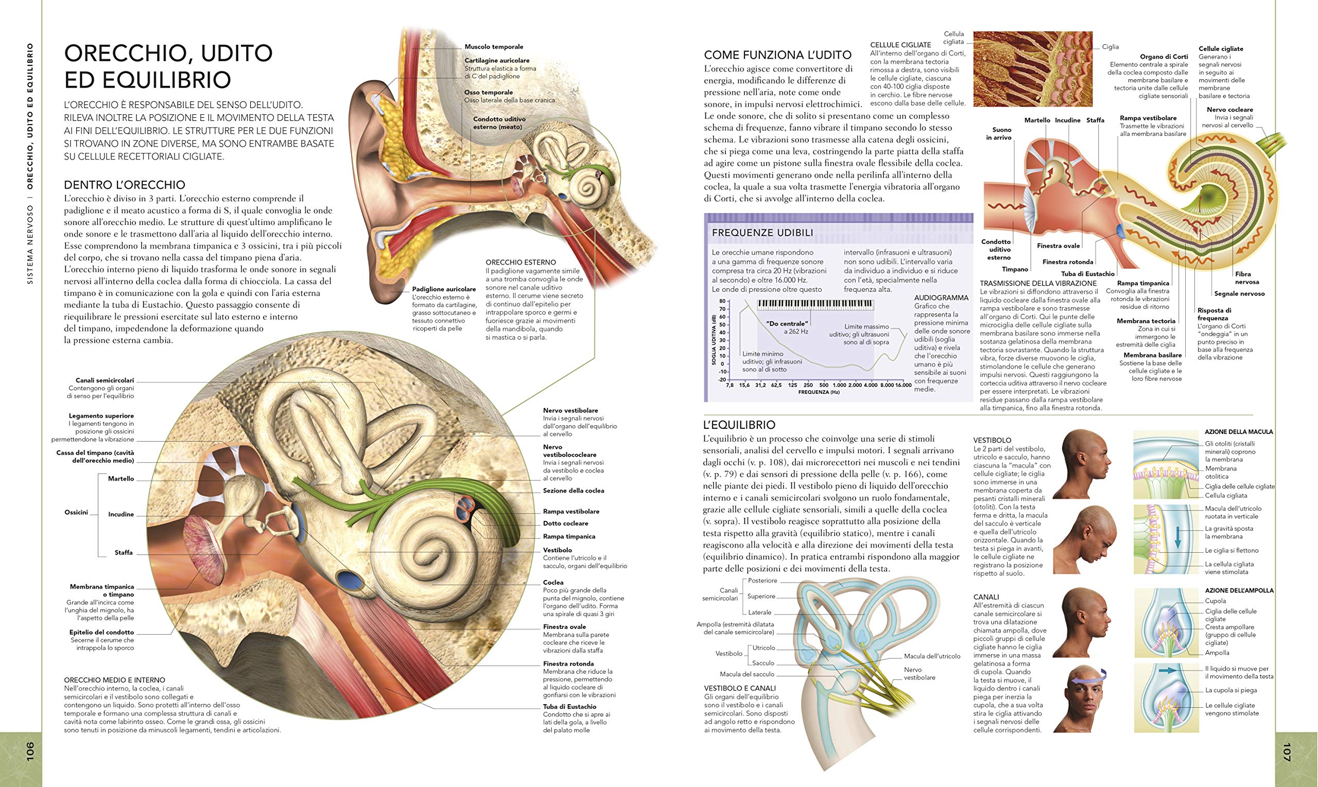 Il corpo umano. Una guida illustrata su struttura, funzioni e patologie (Italiano)