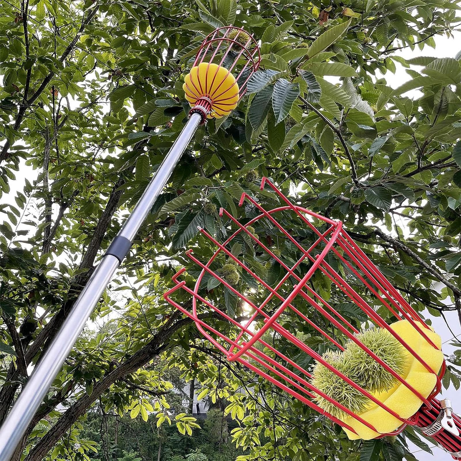 Generisch Pompiera di mela, con manico telescopico, strumento per picking