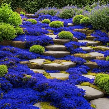Amazon.com : 21500+ Creeping Thyme Seeds Ground Cover Plant
