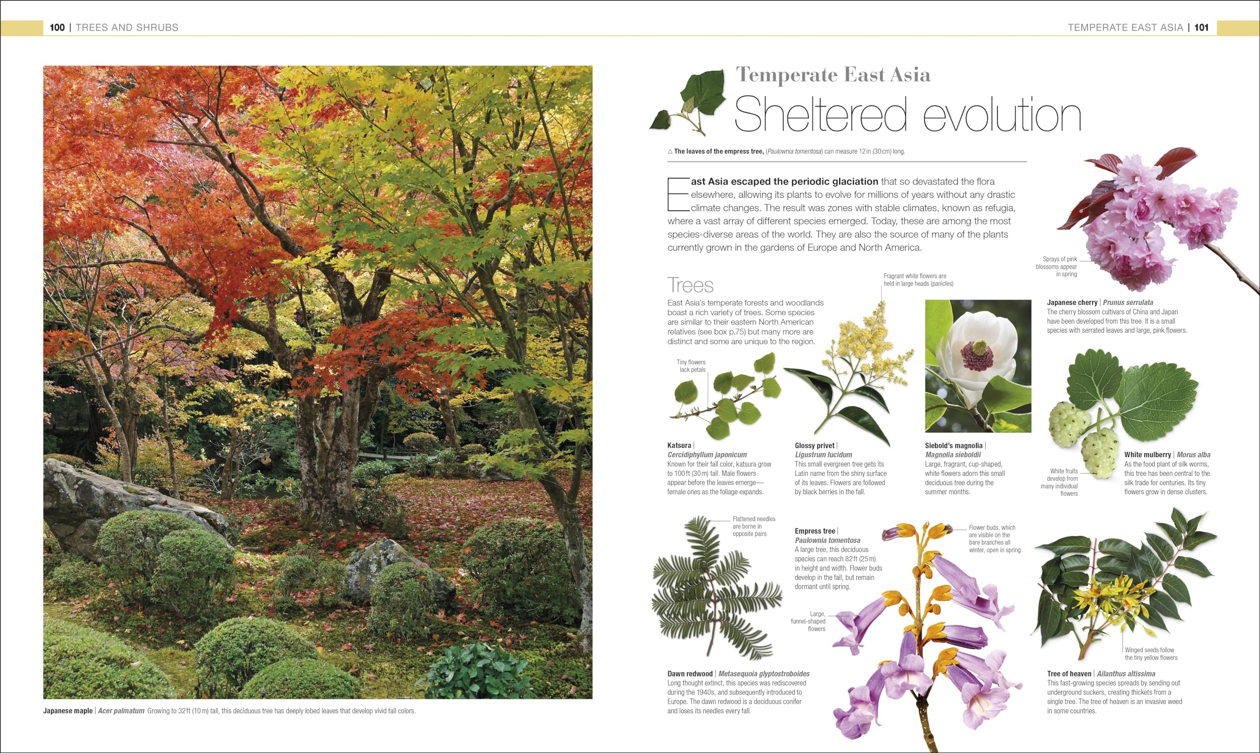 Plants and Fungi: The Definitive Visual Encyclopedia (DK Definitive Visual Encyclopedias) - Image 5