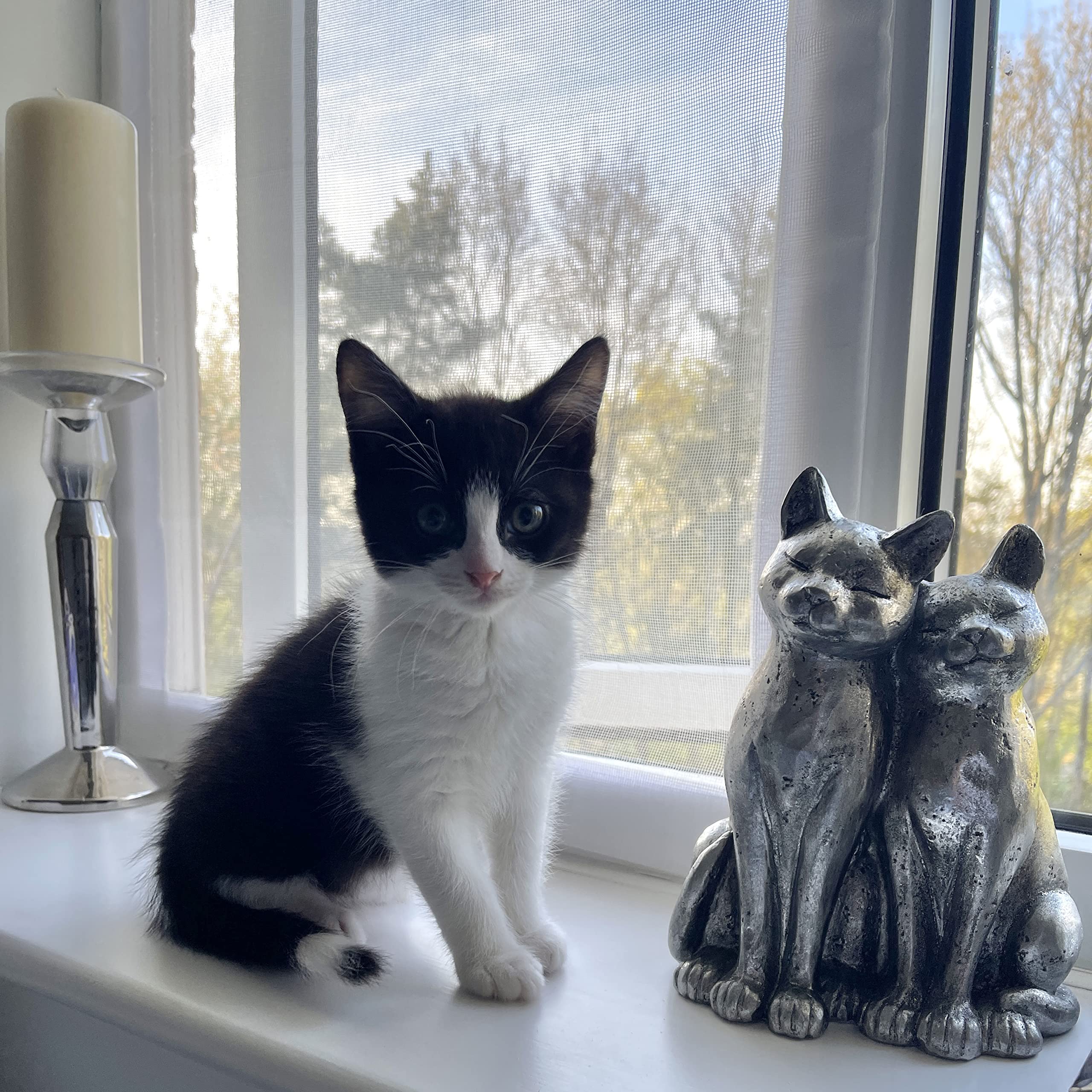 Flat Cats White Mesh / White Fixings Cat Window Screens, Window Protection For Cats, Pvc Coated Hook And Loop Screen, Keep Indoor Cats Safe, Single Pack, Selection Of Sizes (60Cm X 110Cm, White Mesh/White Fixings)