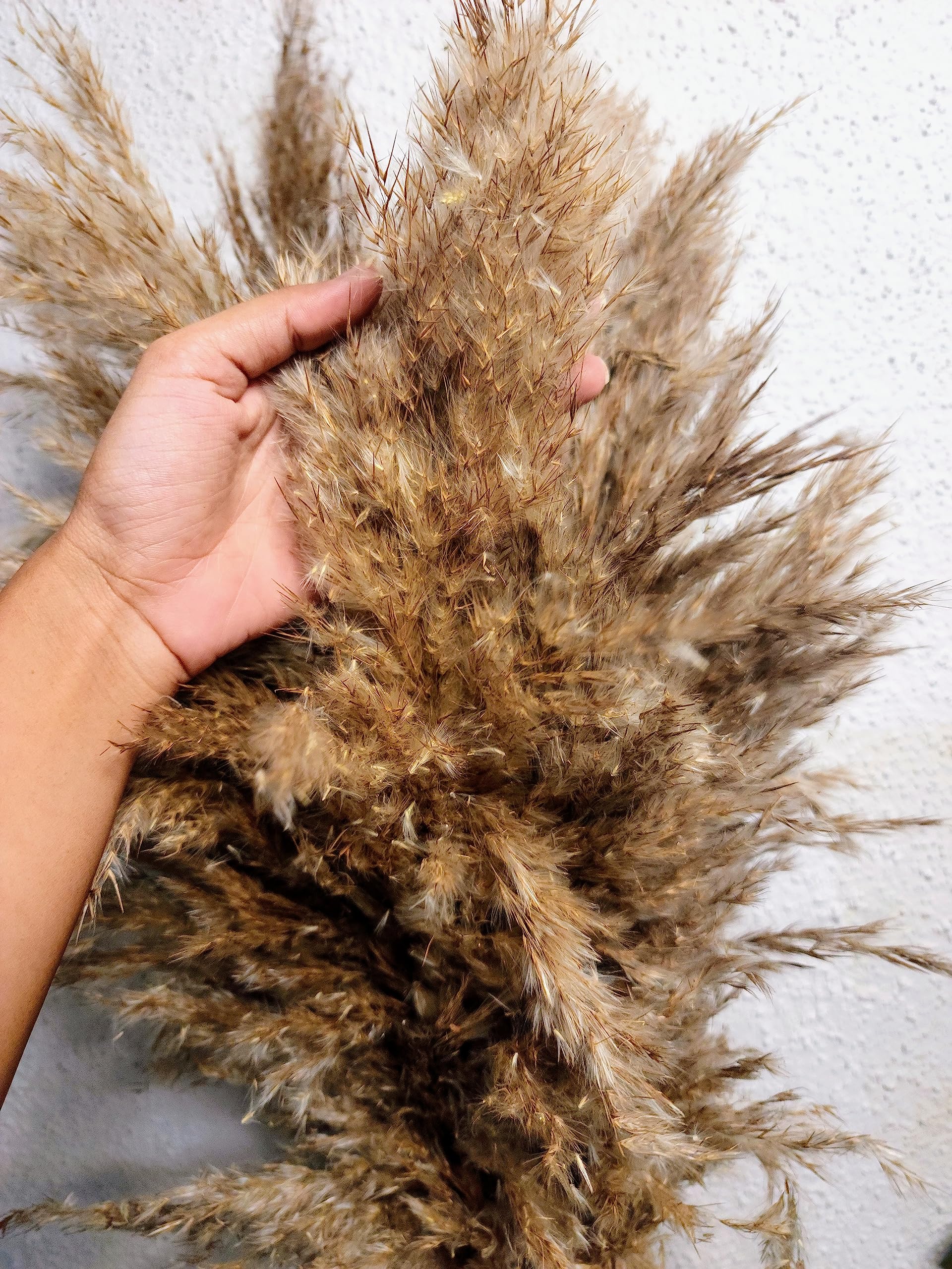 Sorcish Natural Dried Pampas Grass 6 pcs Brown Color Size (25 inches) 4