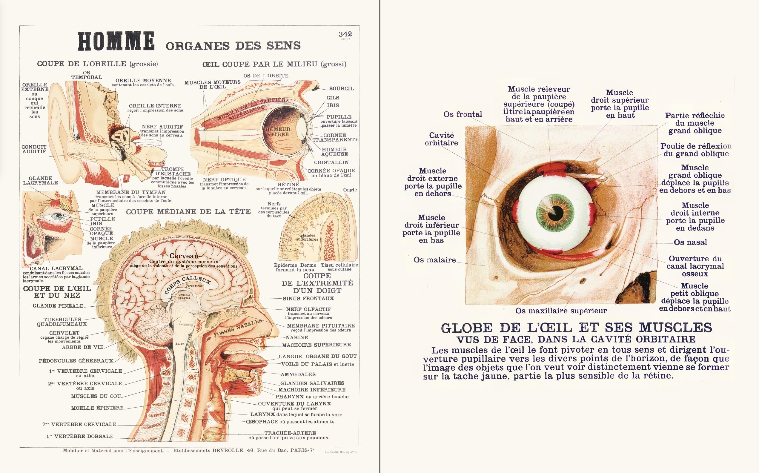 Deyrolle Leçons d'anatomie