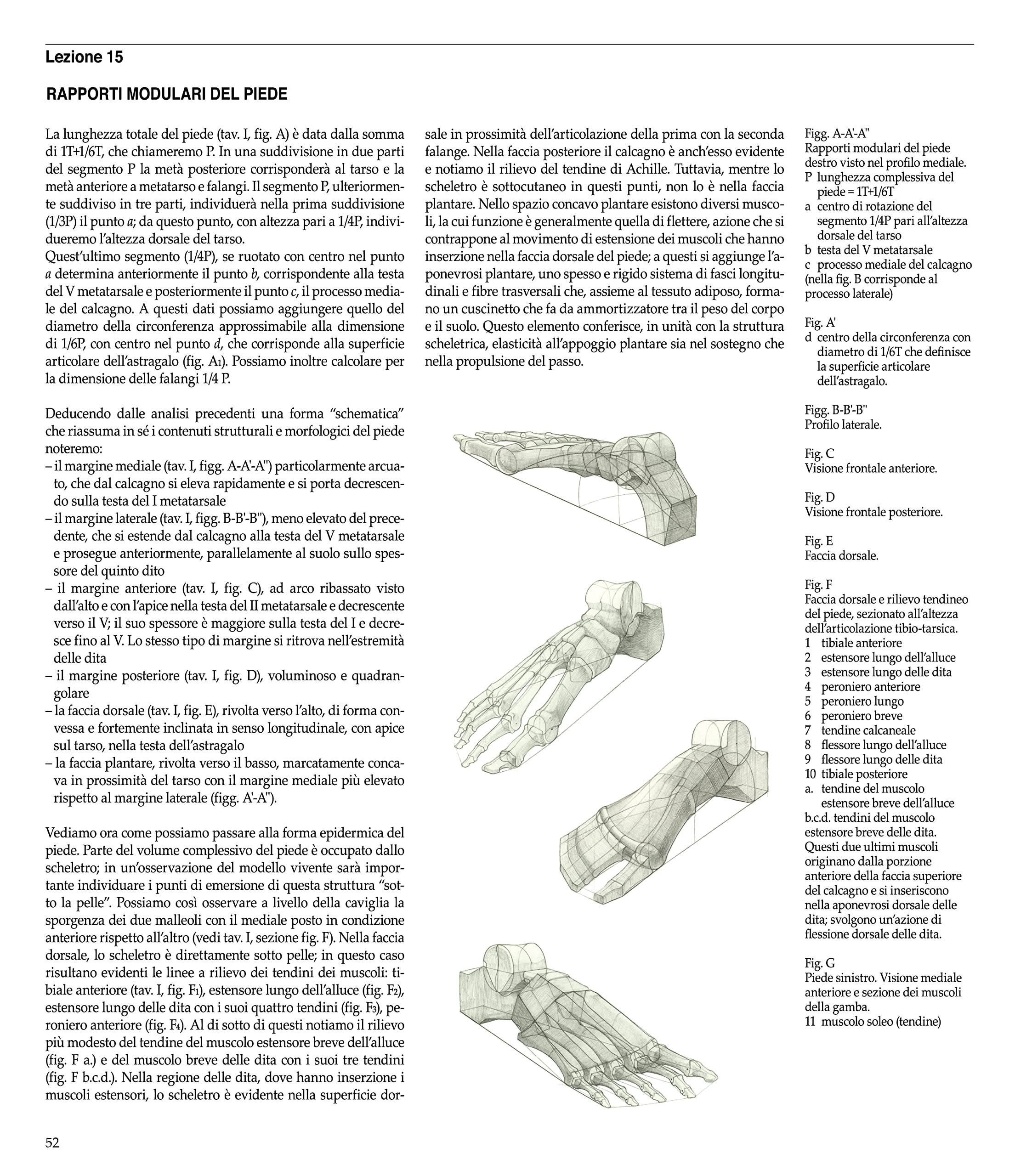 Struttura uomo. Manuale di anatomia artistica