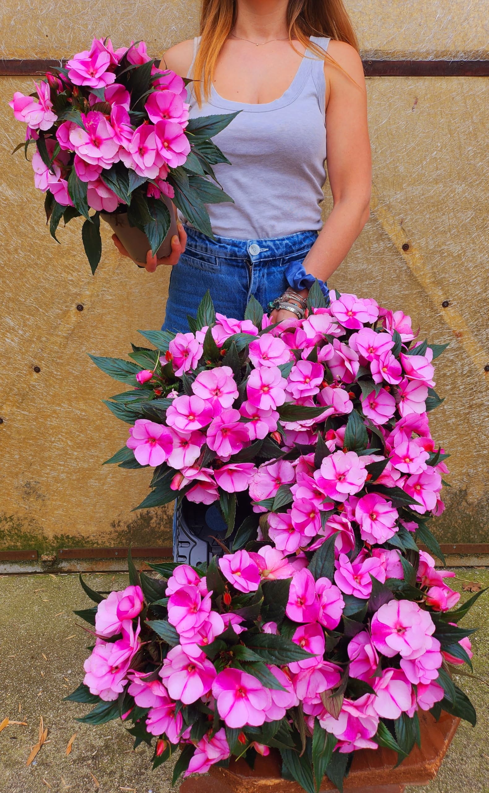 POWERS TO FLOWERS - IMPATIENS NUOVA GUINEA ROSA BICOLORE, 2 PIANTE, VASO 14CM, piante vere