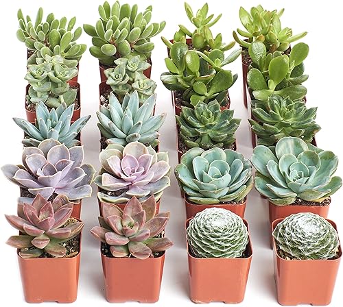 Shop Succulents Colección surtida Surtido variado de plantas suculentas reales de interior totalmente arraigadas paquete de 20 unidades B variadas