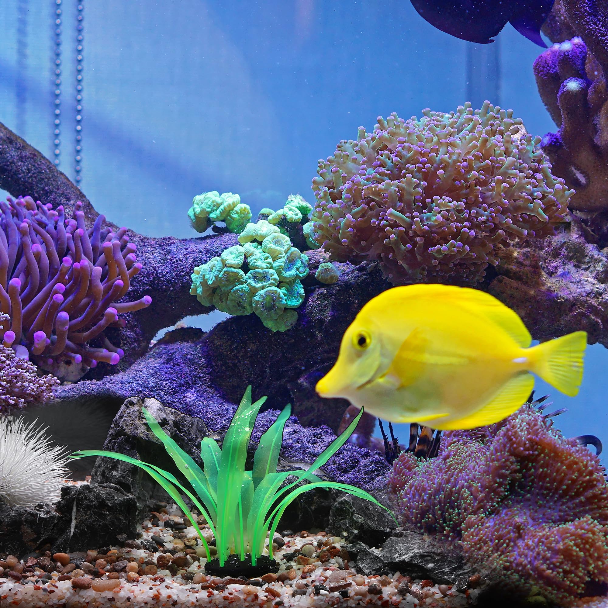 水草 海藻 サンゴ