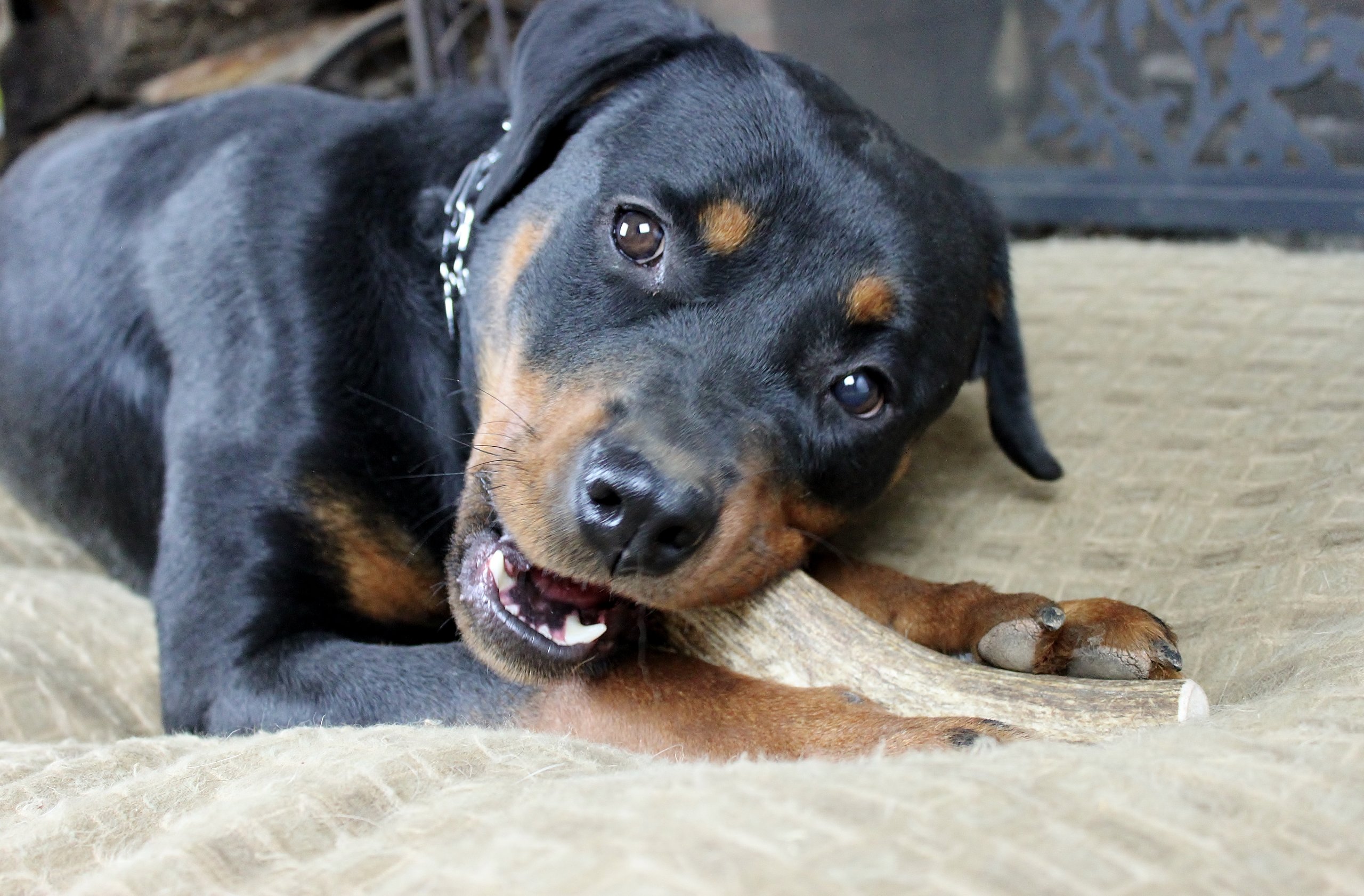 elk bones for dogs safe