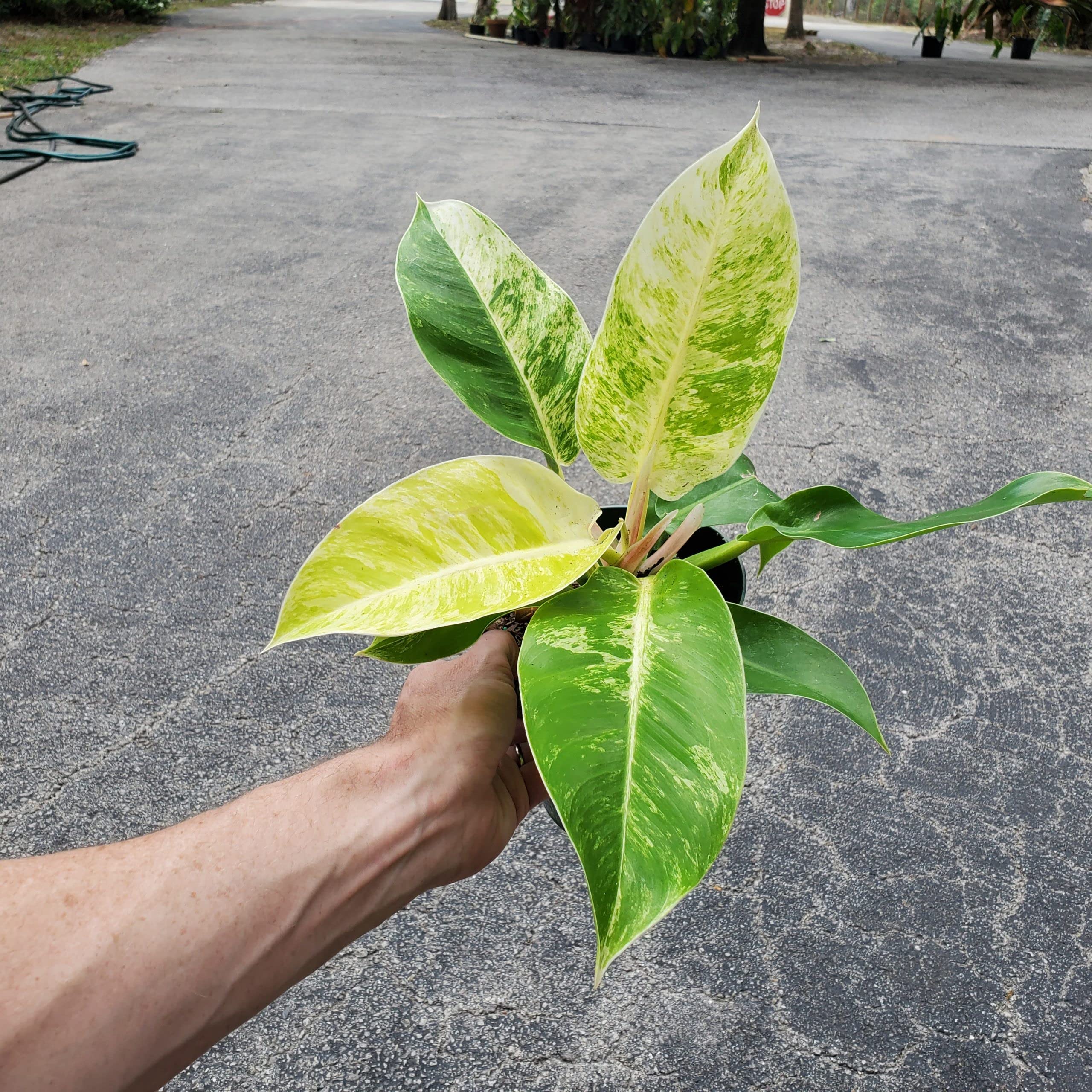 rare philodendron Rare Philodendron Brasil LARGE