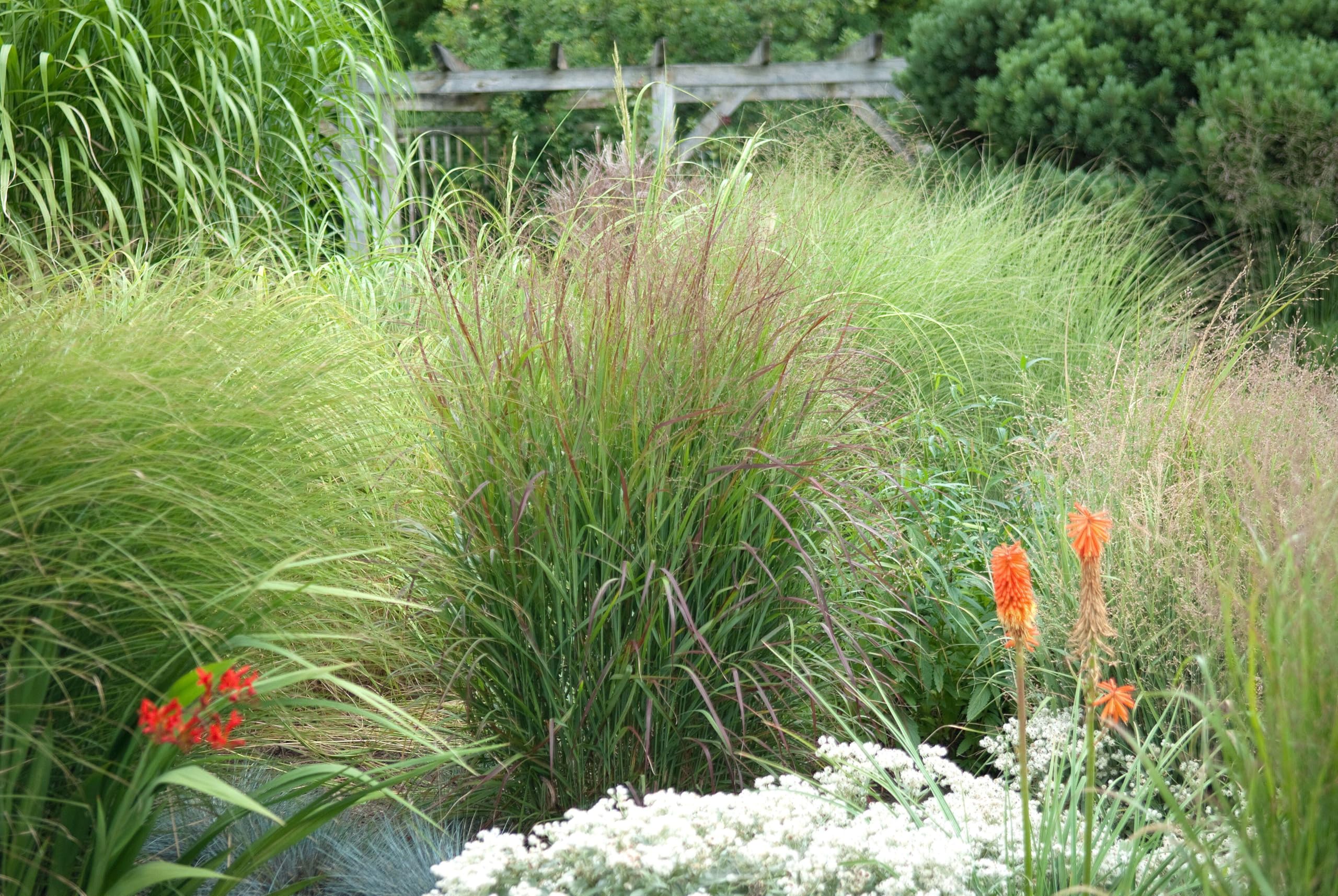 Stauden Gänge 10 x Panicum virgatum 'Rotstrahlbusch' Rote Rutenhirse | Rotes Ziergras für Sonne, Blüte August bis Oktober, mehrjährig, 1 L Topf (11x11 cm)