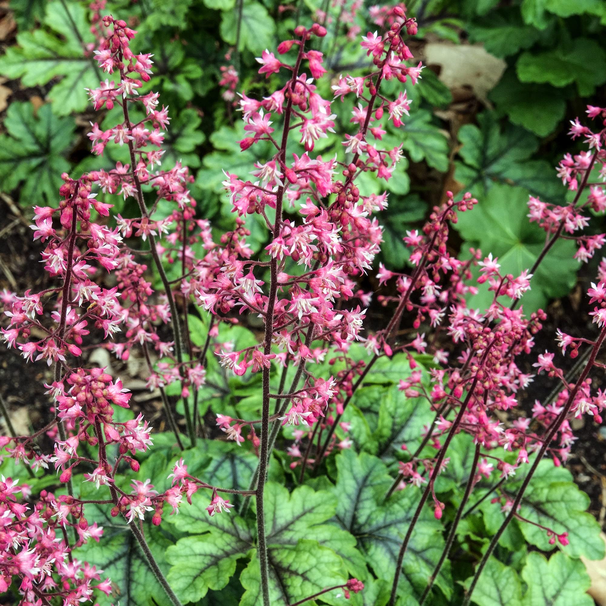 Heucherella Tapestry Evergreen Flowering Outdoor Perennial Garden Plants in Plant Pot (3 Litre Pot, 30-40cm)