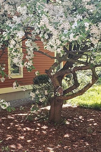 Miniatura 8 de Cestari Bamboo Tube Bee Hotel para abejas solitarias - Atrae polinizadores suaves a tu jardín con una abeja de madera segura certificada FSC