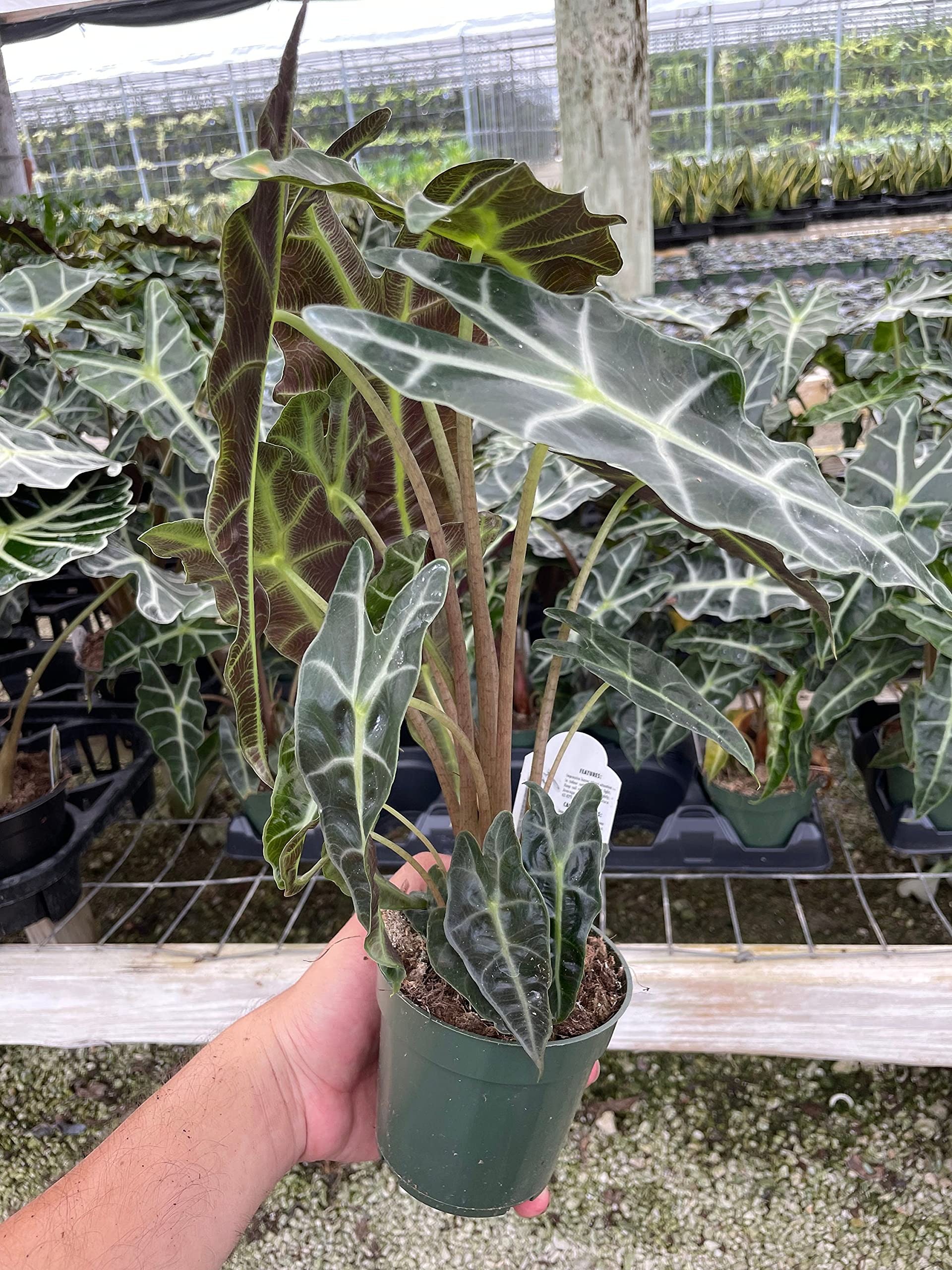 Alocasia African mask, Alocasia amazonica 'Polly', Alocasia Plant in 4