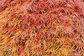 10 Weeping LACELEAF Maple Japanese Acer Palmatum Dissectum Green Yellow Red Tree Seeds