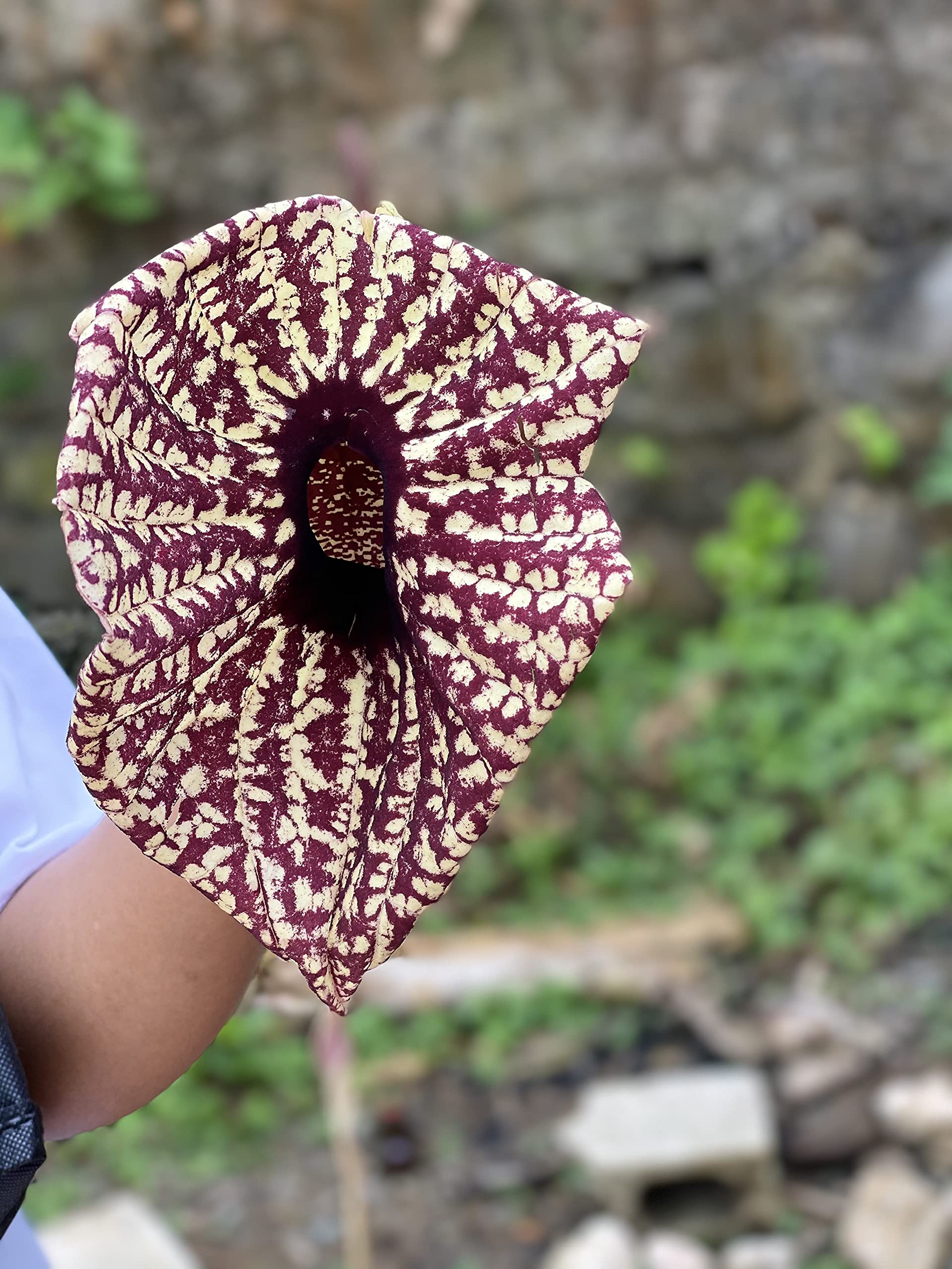 Amazon.com : Jamaican Duck Flower - Flor de Pato, Palo Guaco : Patio, Lawn  & Garden