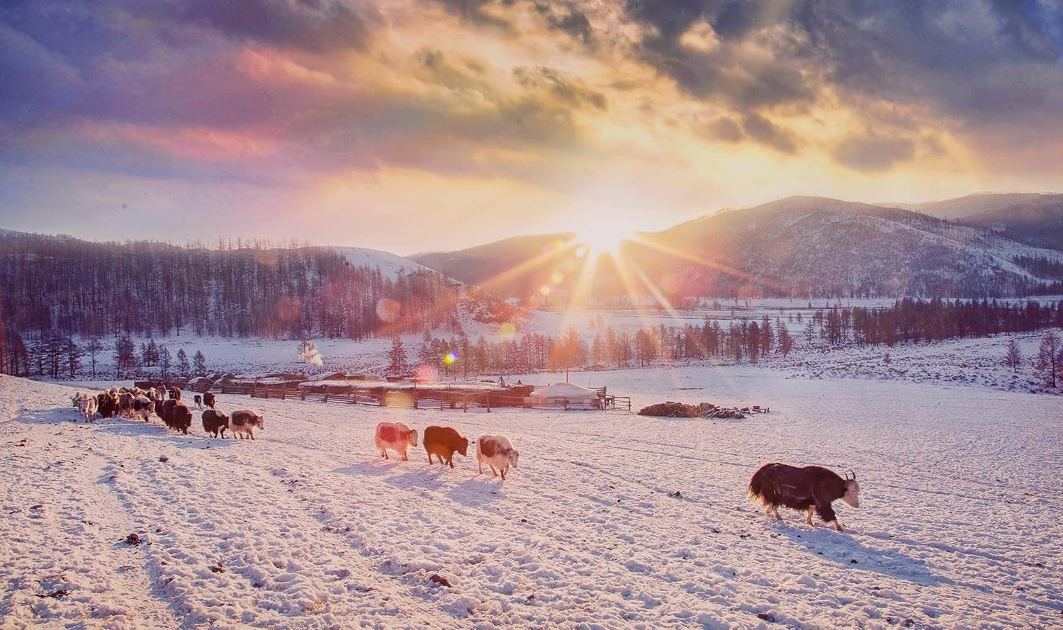 Happy Yak Socks, The Purist, Brown, 80% Yak Down, Extra Large - Image 8