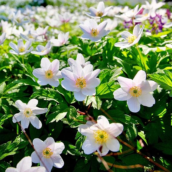 Woodland bulbs® 25 x English Wood Anemone NEMOROSA UK Grown Freshly
