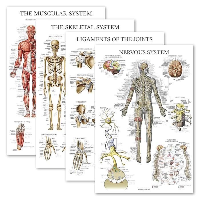 Buy 4 Pack Anatomical Poster Set Laminated Muscular, Skeletal