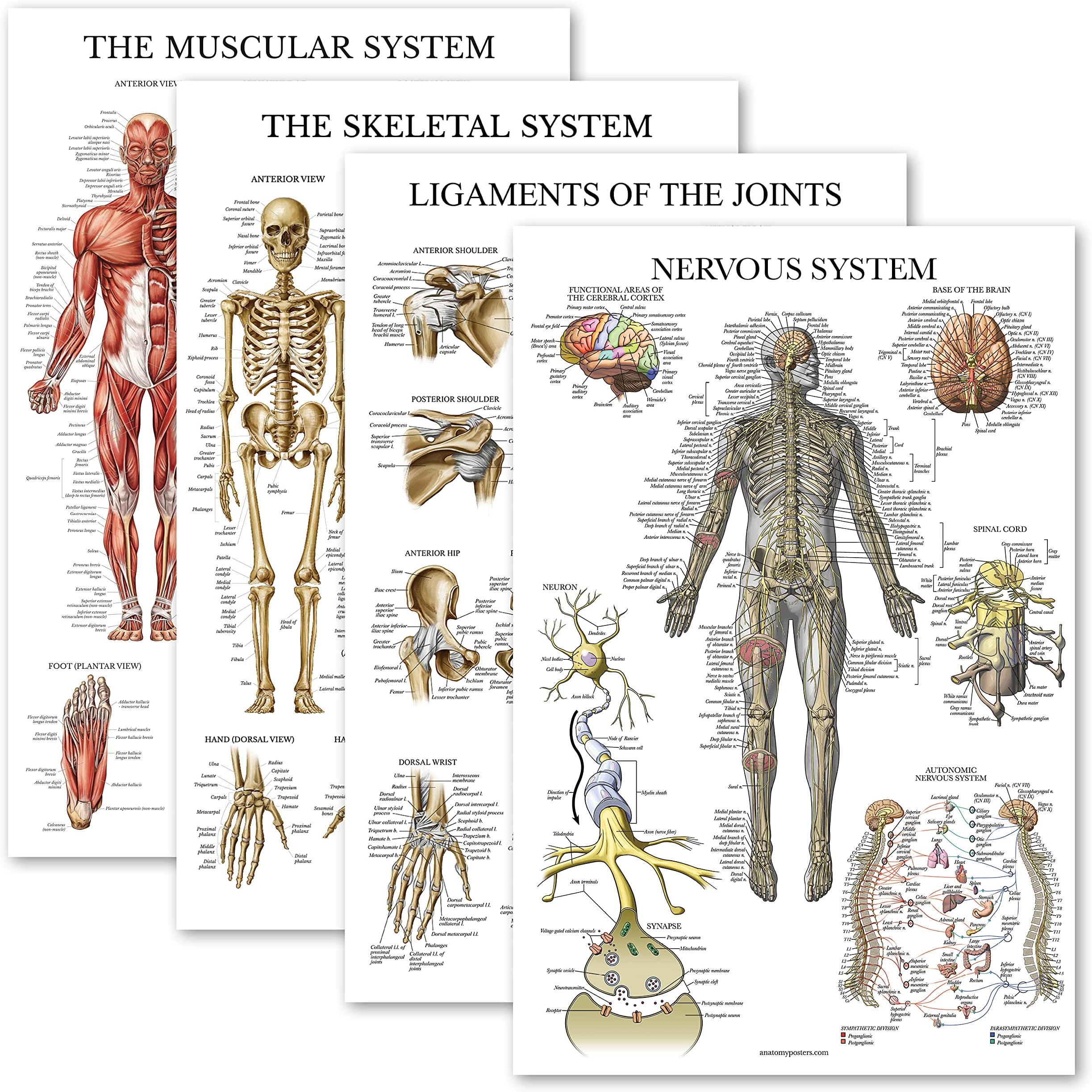 Palace Learning 4 Pack - Anatomical Poster Set - Laminated - Muscular, Skeletal, Ligaments of the Joints, Nervous System - Anatomy Chart Set (LAMINATED, 18” x 24”)